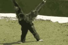 Karate Gibbon GIF - Karate Gibbon Monkey - Discover & Share GIFs