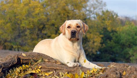 Labrador Characteristics - The Labrador Site