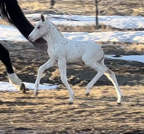 Homozygous Few Spot Leopard Appaloosa Stallion Producing Quality Foals