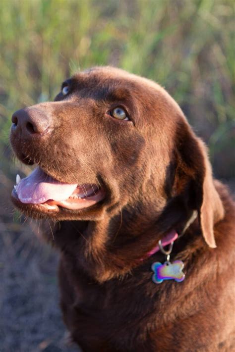 CHOCOLATE LABRADORS | AKC Registered Labradors North Texas