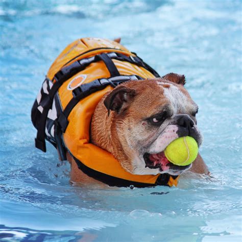 woof pool - Derry, NH - Dover, NH - Woofmeow Family Pet Center