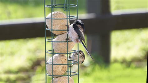 Bird Suet Recipes: Treat Your Birds to a High-Energy Meal