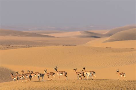 Gazelles in the Desert Foto & Bild | wüsten, wildlife, dubai Bilder auf fotocommunity