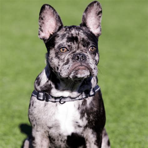 French Bulldog Colors - SpiritDog Training