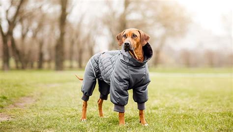 11 Large Dog Clothes That Your Pet Needs This Fall and Winter