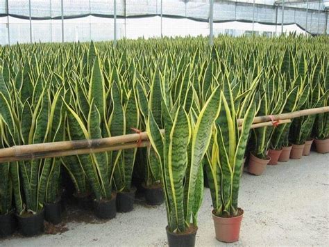 PLANTA LENGUA DE VACA O ESPADA DE REY PARA LIMPIAR LOS RIÑONES - My Blog