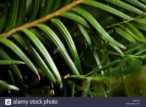 Needle Shaped Leaves High Resolution Stock Photography and Images - Alamy