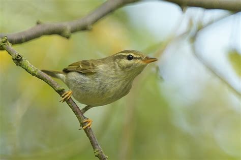 Geolocators reveal amazing Arctic Warbler migration route - BirdGuides