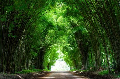 Tunnel Bamboo Trees and Walkway Stock Photo - Image of ecology, plant: 76272832