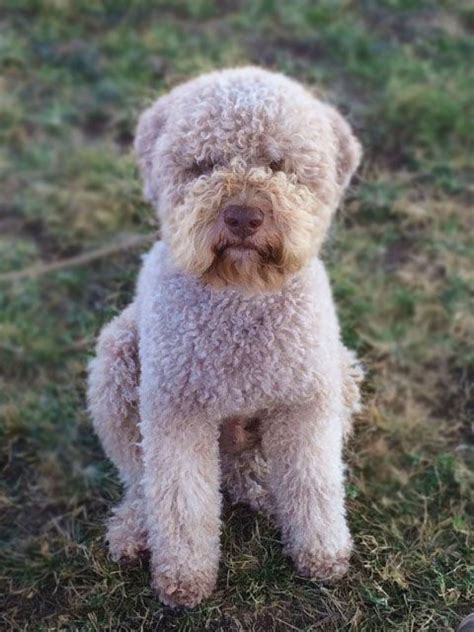 Lagotto Grooming! Learn how to haircut Lagotto Romagnolo Grooming ...