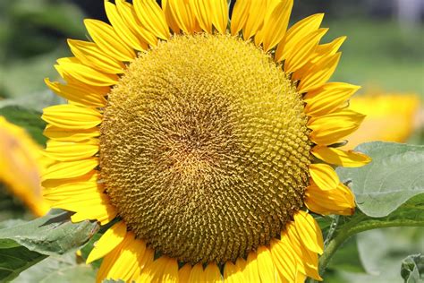 Sunflower Growing Guides, Tips, and Information | Gardener's Path