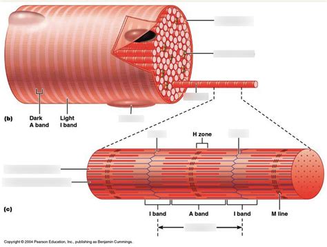 sarcomere labeled Diagram | Quizlet