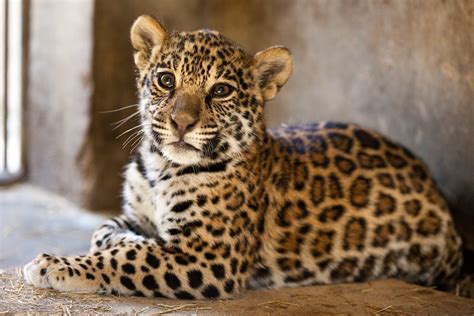 Filhotes de onça pintada já podem receber visita no Zoológico - Prefeitura de Curitiba