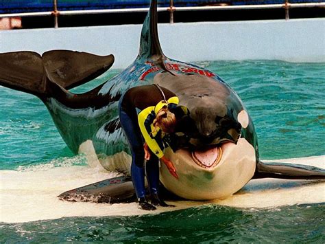 Florida aquarium plans to return Lolita the orca after 50 years in ...