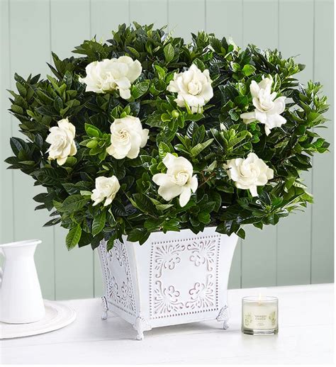 Grand Gardenia™ Plant | 1800Flowers.com