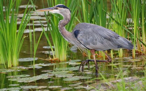 Heron Pictures on Animal Picture Society