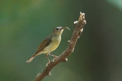 Crimson Sunbird – Singapore Birds Project