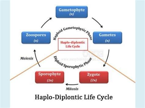 Life cycle of algae