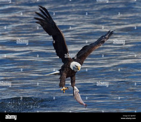 A mature Bald Eagle catching a fish from the Mississippi River Stock Photo - Alamy