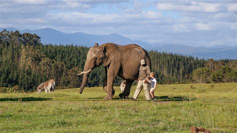 Knysna Elephant Park - Afternoon Elephant Experience