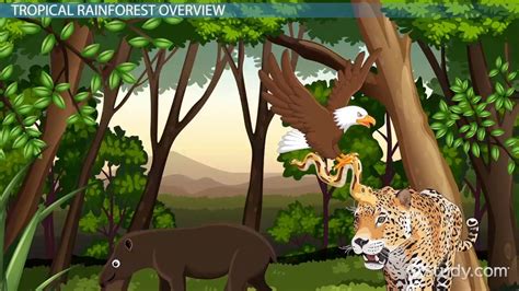 Tropical Rainforest | Animals & Adaptations - Lesson | Study.com