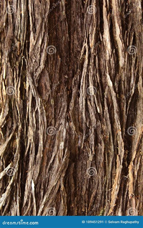 A Vertical Frame of Tree Skin Stem Texture Background. Stock Image ...