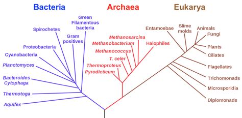 Phylogenetic Trees and Geologic Time | Organismal Biology