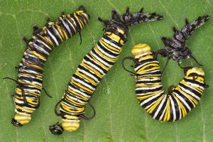 Caterpillars (Larvae of a Butterfly) – Facts and Pictures