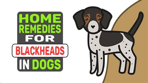 Home Remedies For Blackheads In Dogs - McKinney News Source