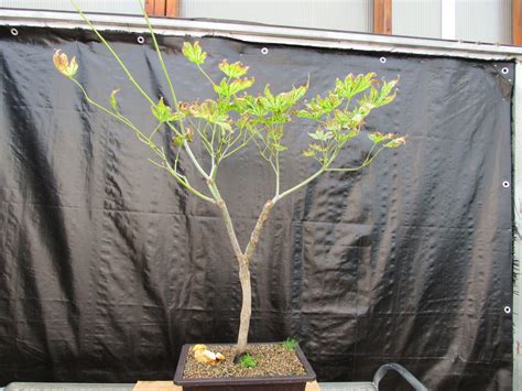 27 Year Old Variegated Japanese Maple Specimen Bonsai Tree