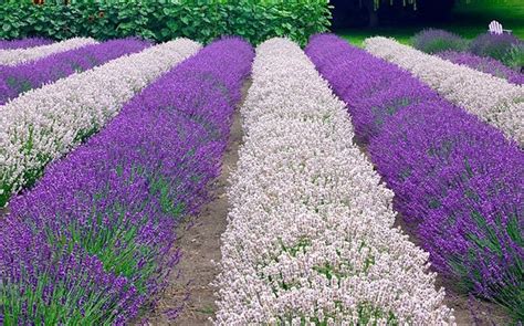 Lovely lavender: 10 of the top varieties to grow | Lovely lavender, Growing lavender, Lavender ...