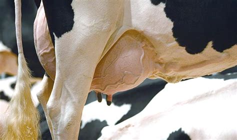 Prevent Mastitis in cattle | MS Schippers