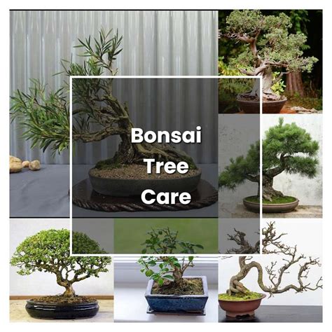 How to Grow Bonsai Tree Care - Plant Care & Tips | NorwichGardener