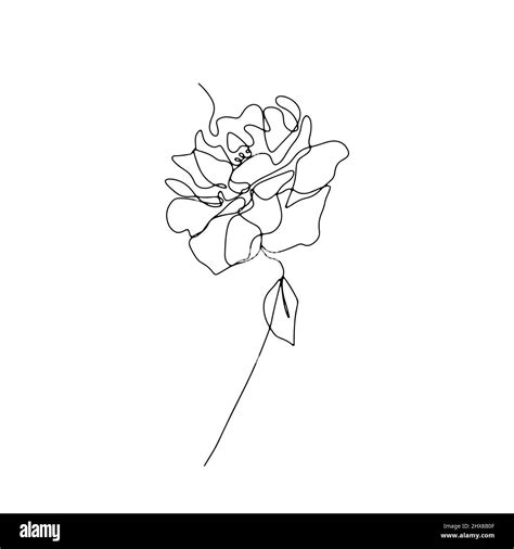 One single line rose flower drawing Stock Vector Image & Art - Alamy