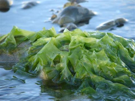 Seaweed industry in Maine rare winner during pandemic | Newsradio WGAN