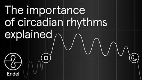 The importance of circadian rhythms explained – Endel