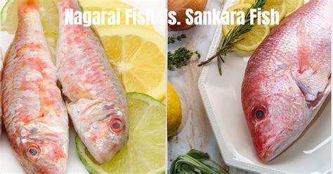 Nagarai Fish vs Sankara Fish: A Friendly Comparison of Flavor and Texture