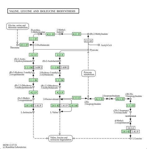 KEGG PATHWAY: Valine, leucine and isoleucine biosynthesis - Escherichia coli K-12 MG1655