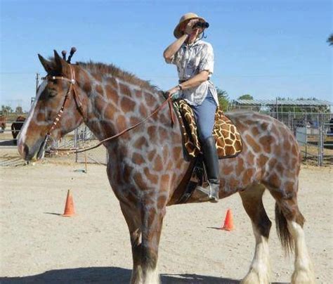 Horse costume- giraffe horse Costume Horses Learn about | Horse ...