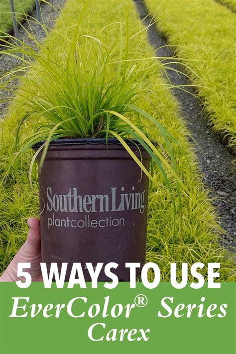 Five Ways to Use Carex - Southern Living Plants in 2023 | Southern living plants, Landscape ...