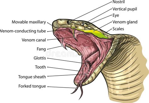 Snake mouth. Vector illustration of snake mouth anatomy , #ad, #Vector ...