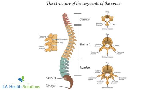 Vertebral Canal Anatomy