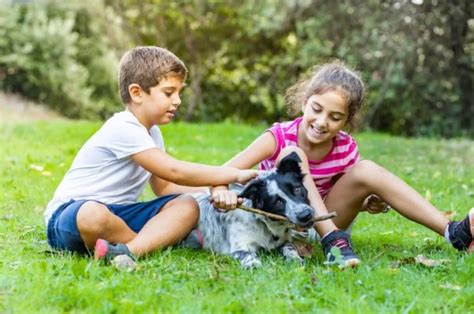 Are Border Collies Good With Kids? How To Get A Good Family Pet?