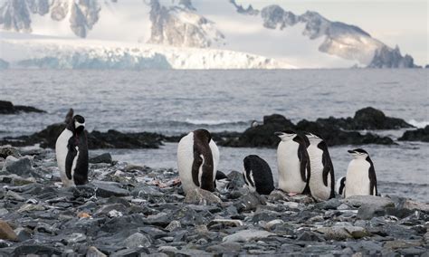 1911 Silversea Antarctica Cruise 2019 | Flickr