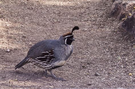 Walking Arizona: Quail