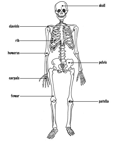 Skeleton Drawing Step By Step at PaintingValley.com | Explore collection of Skeleton Drawing ...