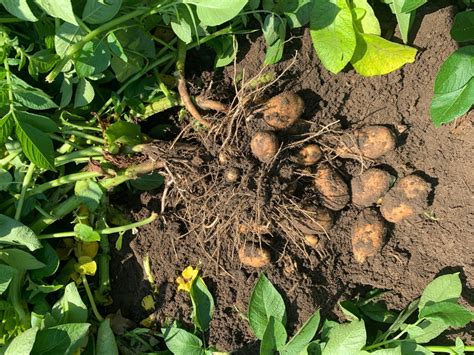 Potato crop progressing in size - PortageOnline.com - Local news, Weather, Sports, Free ...