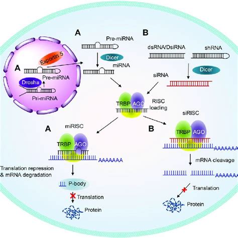 (PDF) Therapeutic siRNA: state of the art