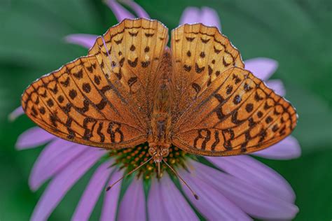 Butterfly Garden of Wisconsin (Appleton, Wisconsin) | Flickr