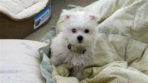 Cute Maltese puppy dog playing with blanket funny videos Plainfield puppies doing things - YouTube